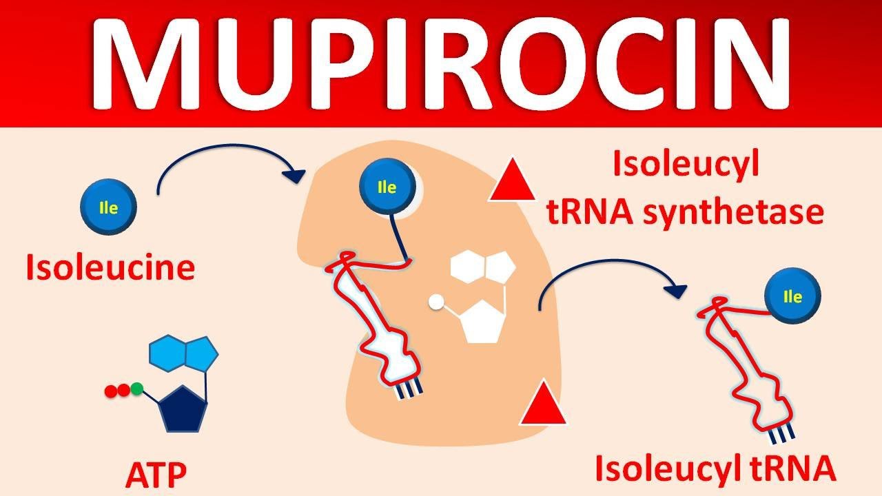 mupirocin mupirocin