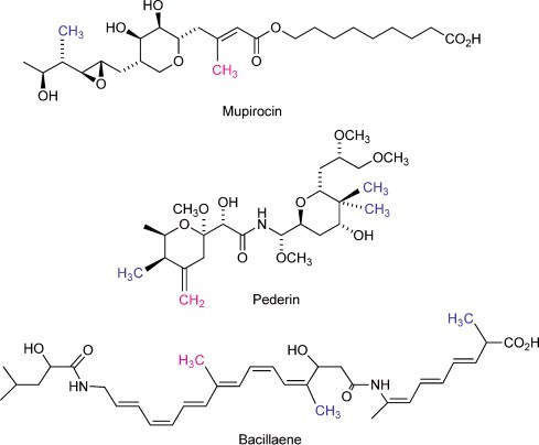 Mupirocin MF Mupirocin MF