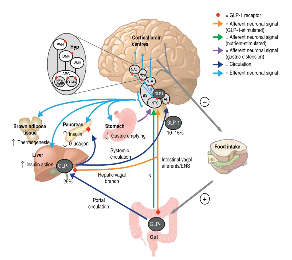 The Action Mechanism Of Peptide Raw Powder Glucagon-Like Peptide 1 The Action Mechanism Of Peptide Raw Powder Glucagon-Like Peptide 1